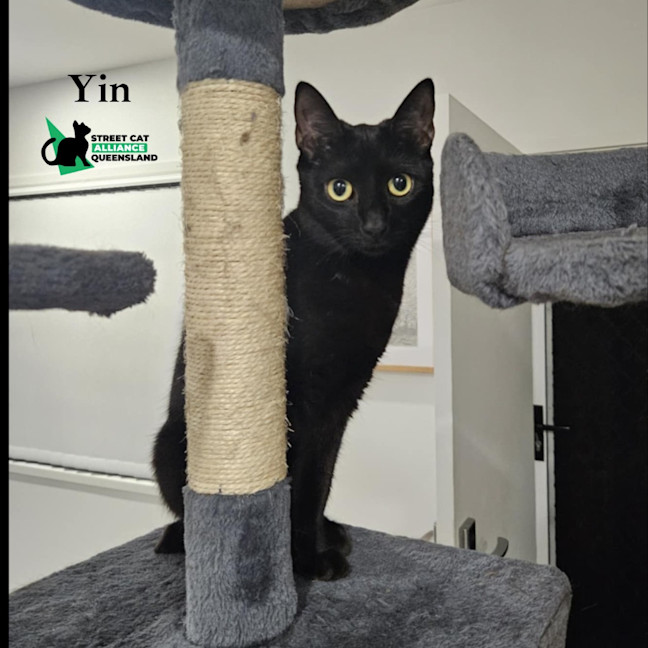 Photo of Yin