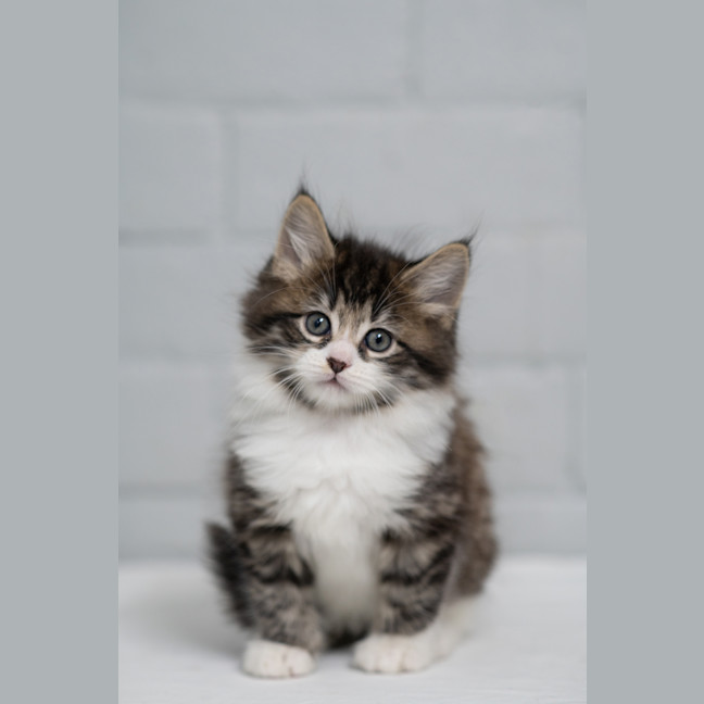 Photo of Nugget 