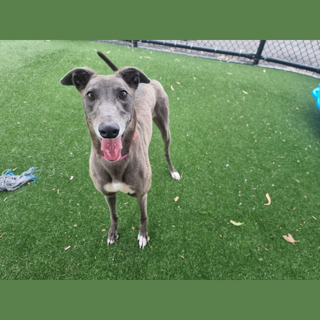 Photo of Kiwi Imp 2682