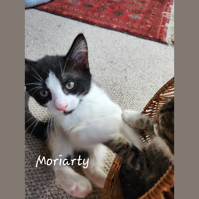 Photo of Moriarty