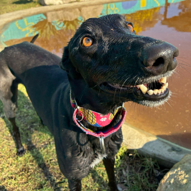 Photo of Silver