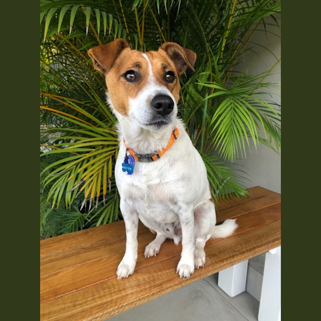 Photo of Archio   2 Year Old Jack Russell X (Trial)