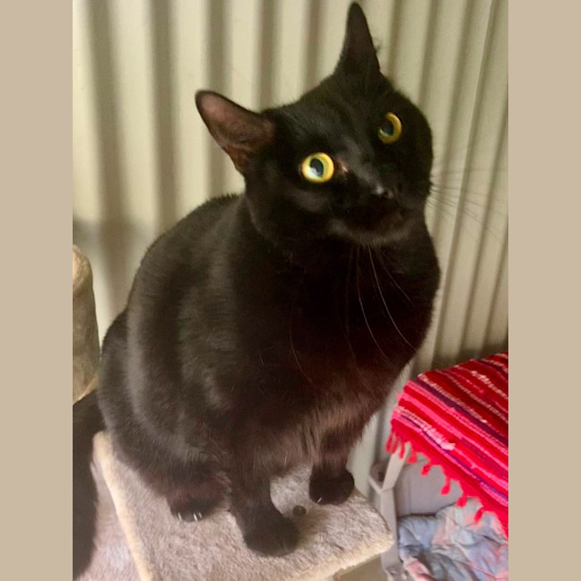 Photo of Sooty