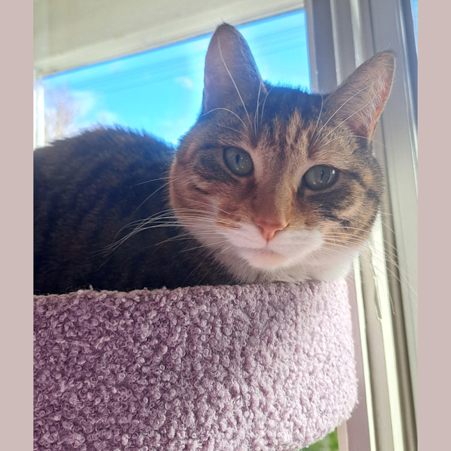 Photo of Tilly