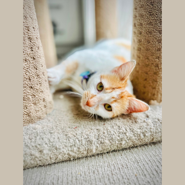 Photo of Xena: Warrior Princess