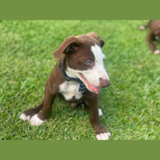 Photo of Bowie