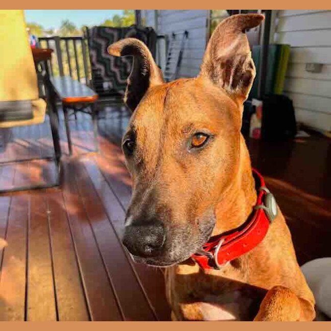 Photo of Trigger
