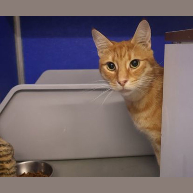 Photo of Garfield