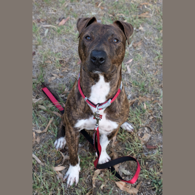 Photo of Duke 