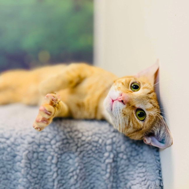 Photo of Scout   Located In Preston