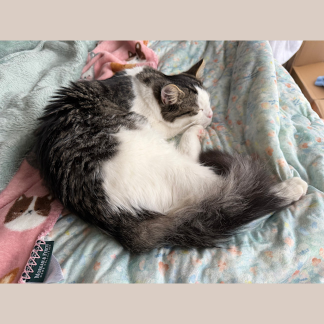 Photo of Bean Sprout