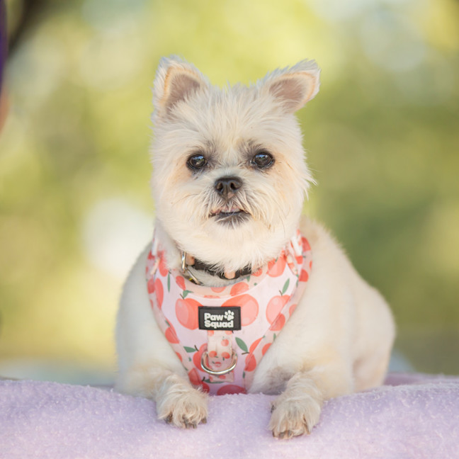 Photo of Pixie