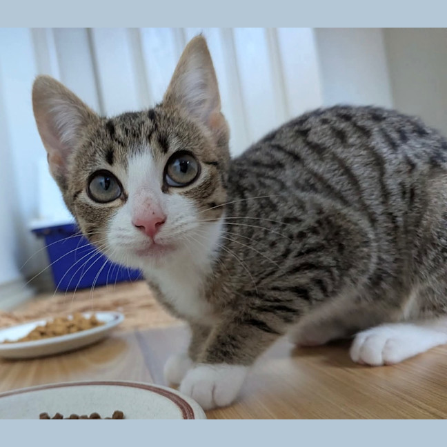 Photo of Jellybean