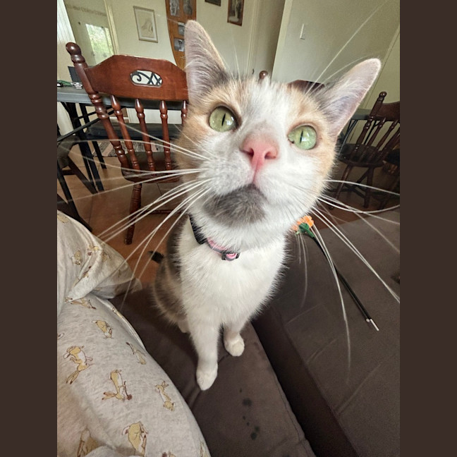 Photo of Callie