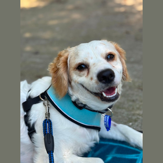 Photo of Boomer   1 Year Old Cavalier X