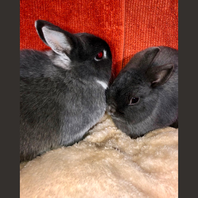 Photo of Fig & Trixie
