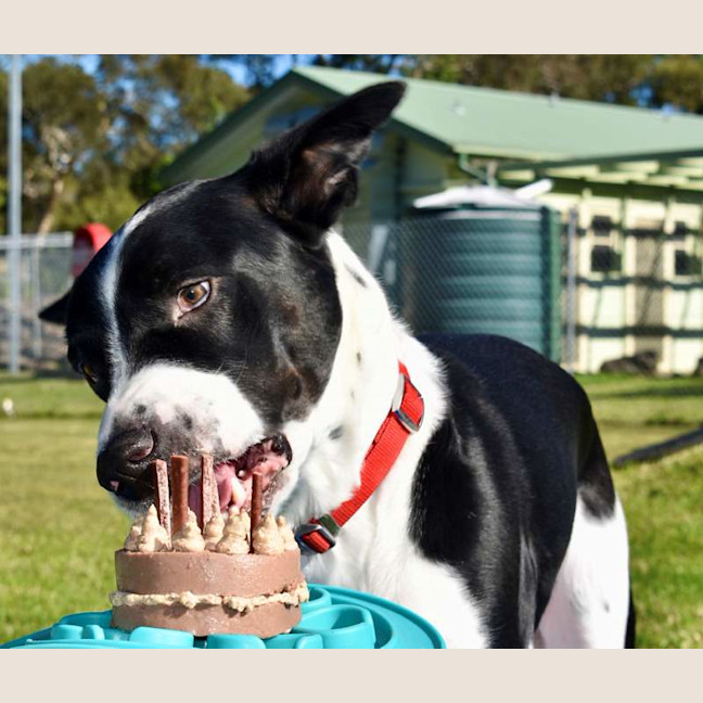 Photo of Dozer