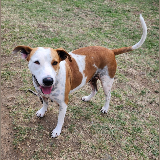 Photo of Doggo (65435)
