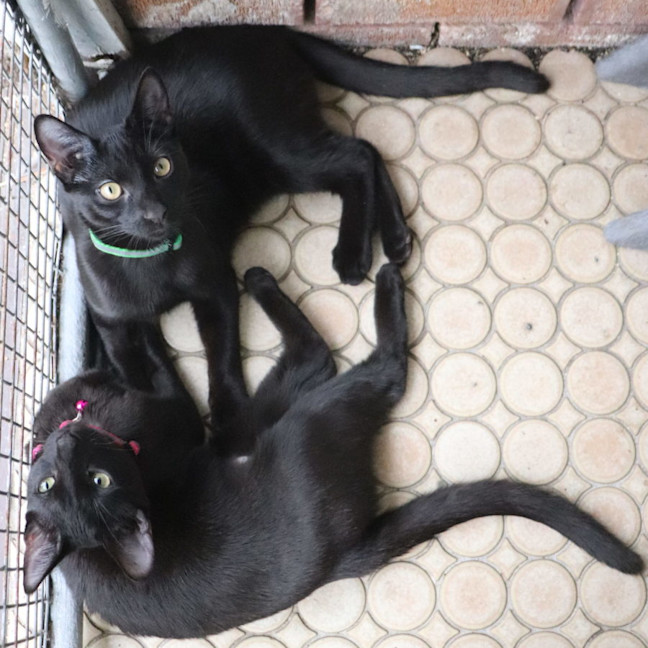 Photo of Benny   Pet Quarters Broadmeadow 