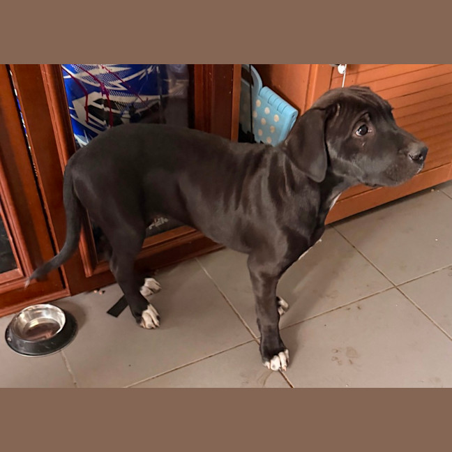 Photo of Onyx