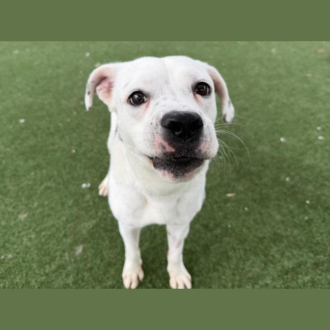 Photo of Geoffrey Imp 237