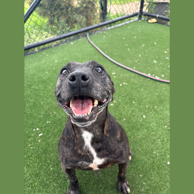 Photo of Dolly Imp 2044