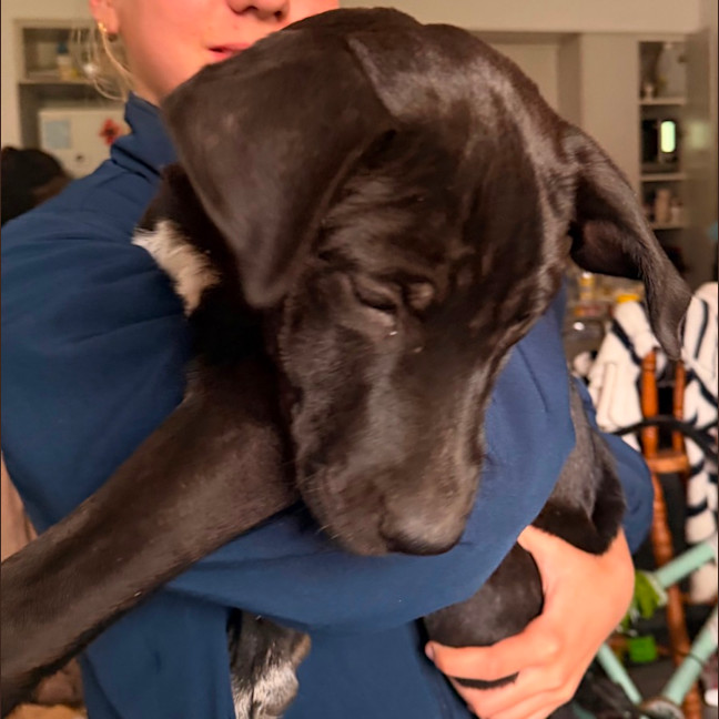 Photo of Onyx