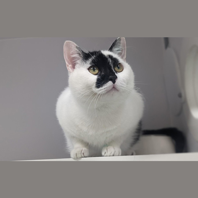 Photo of Mister Moo
