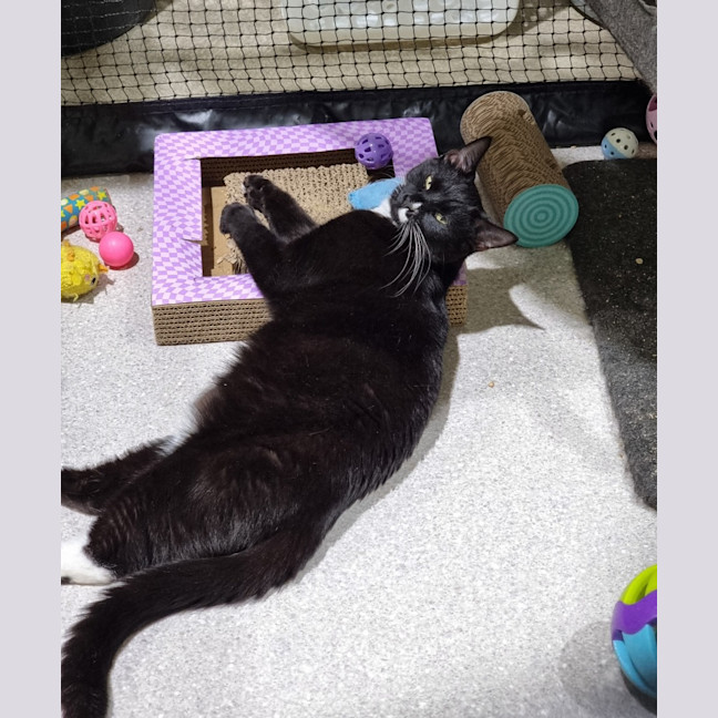 Photo of Stitch