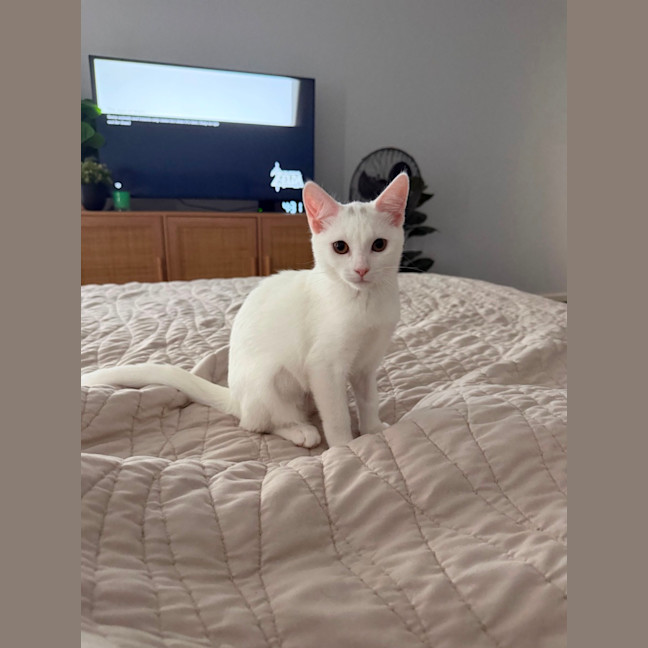 Photo of Soleil