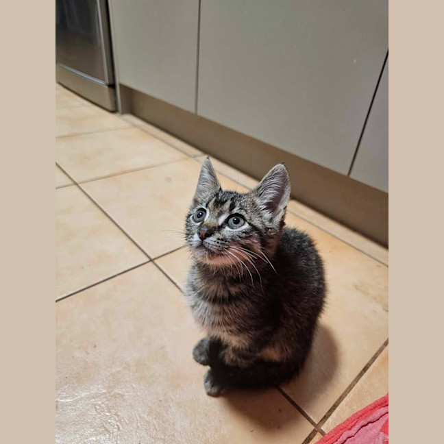 Photo of Hiccup
