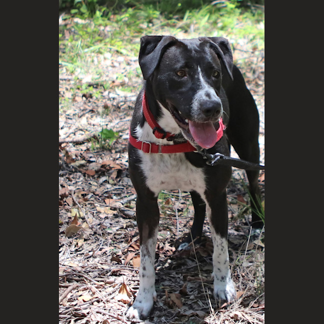 Photo of Oreo