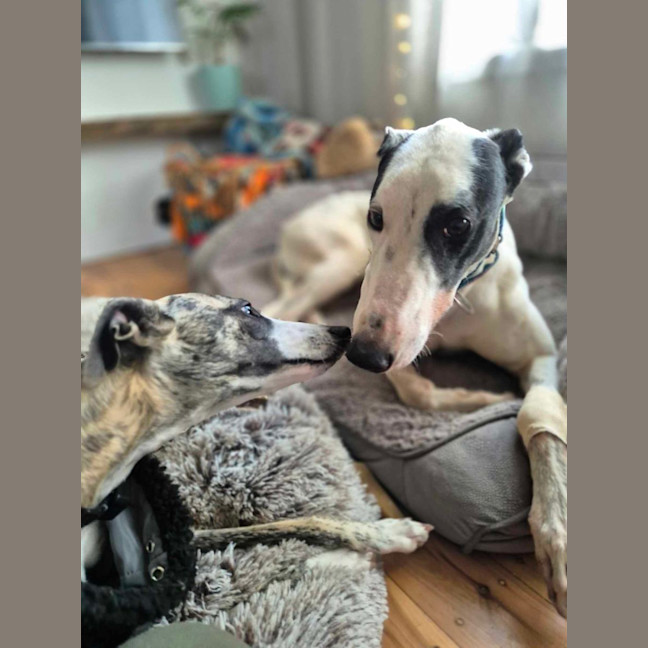 Photo of Patch The Greyhound