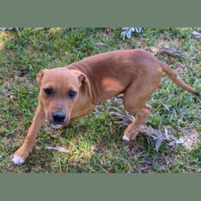 Photo of Teddy ~ Staffy X Beagle Puppy
