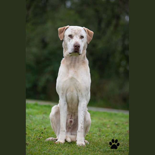 Photo of Bandit