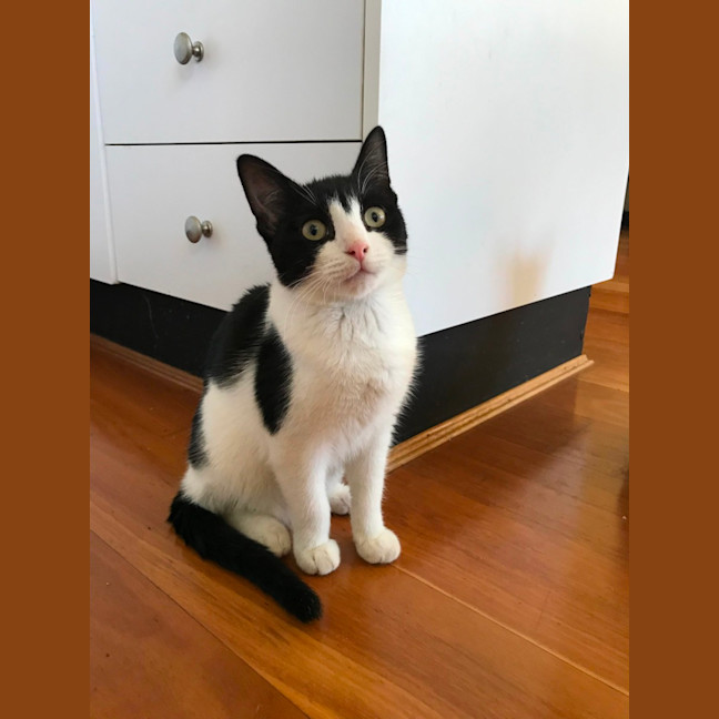 Photo of Felix