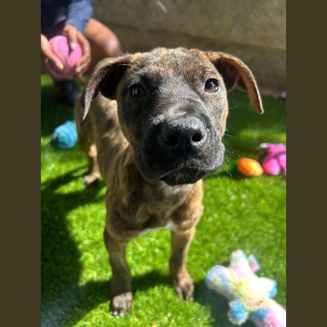 Photo of Nancy (Nala)