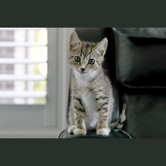 Photo of Rex