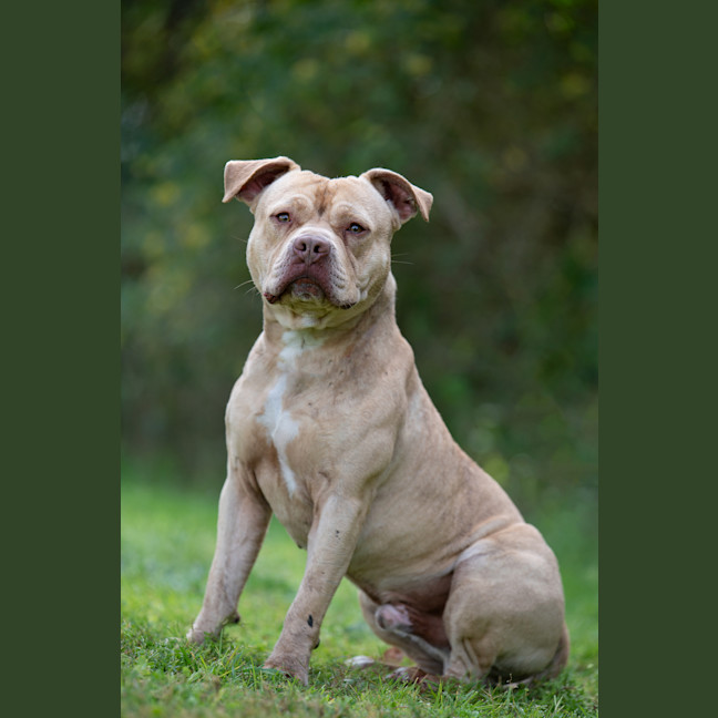 Photo of Gunner