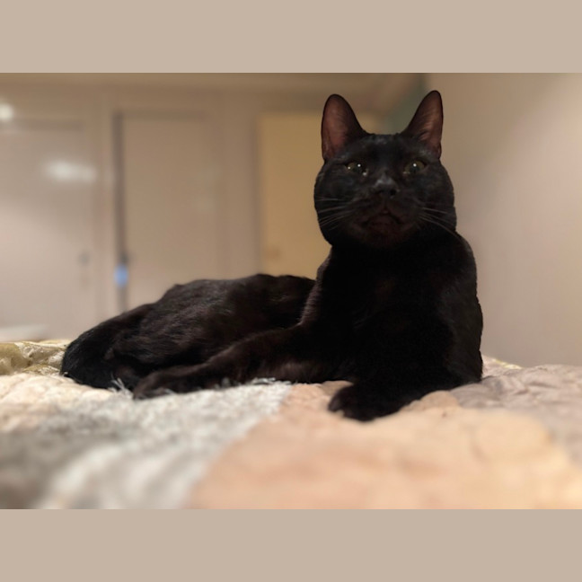 Photo of Mystique (Missy)