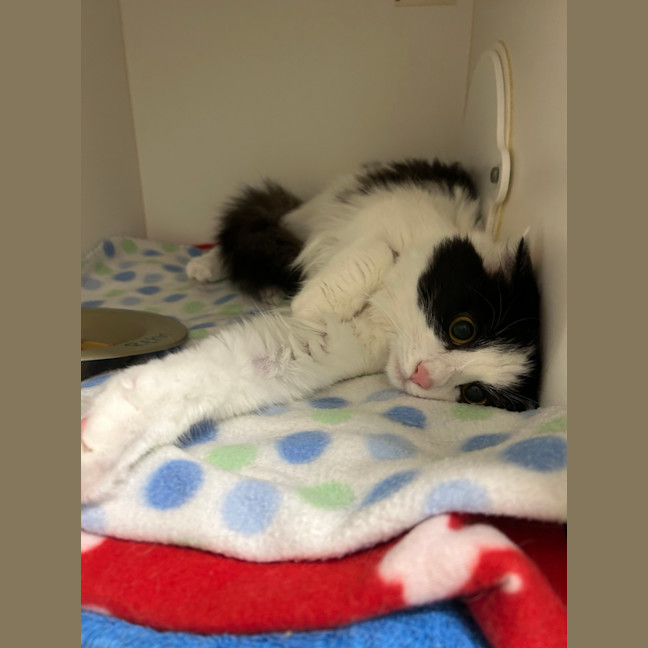 Photo of Willow