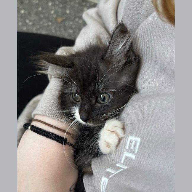 Photo of Arlo & Stella