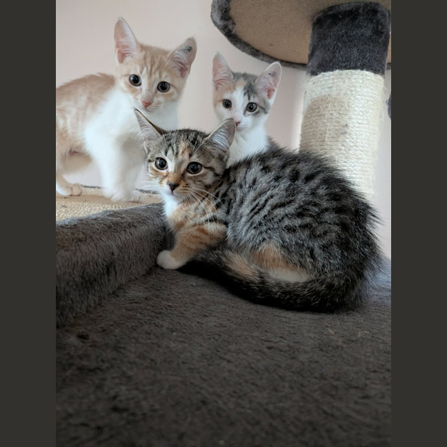 Photo of Mouse 