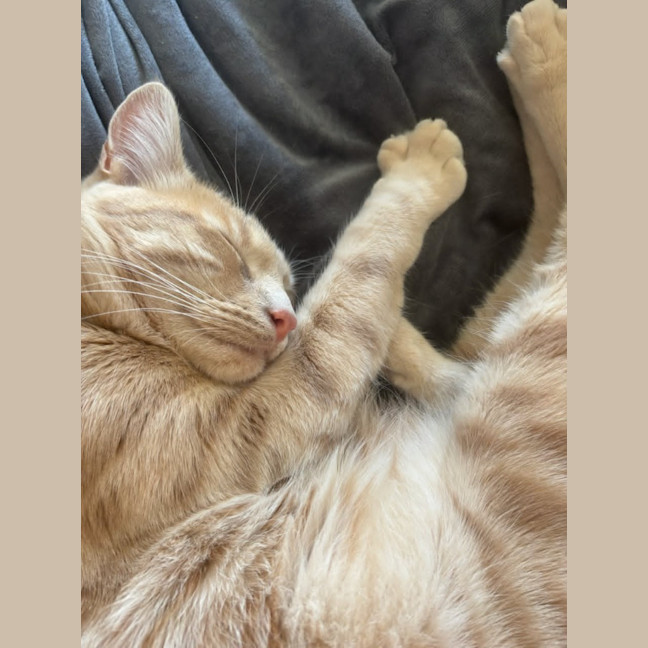 Photo of Milo