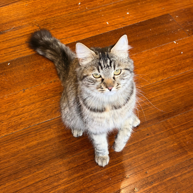 Photo of Madam Plum 