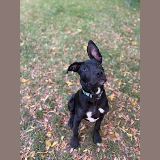 Photo of Sadie