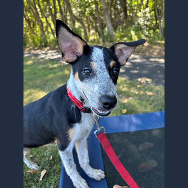 Photo of D1247 Imogen