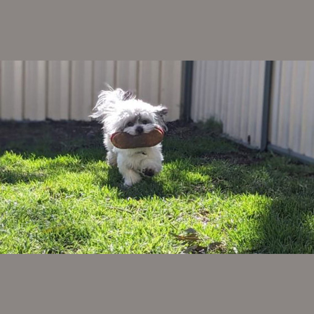 Photo of Bobo