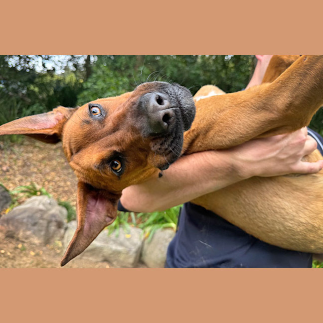 Photo of Rex