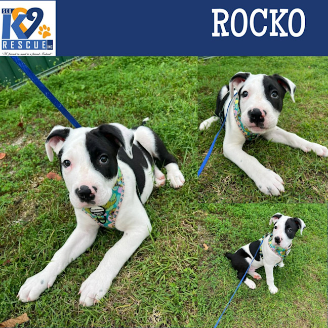 Photo of Rocko